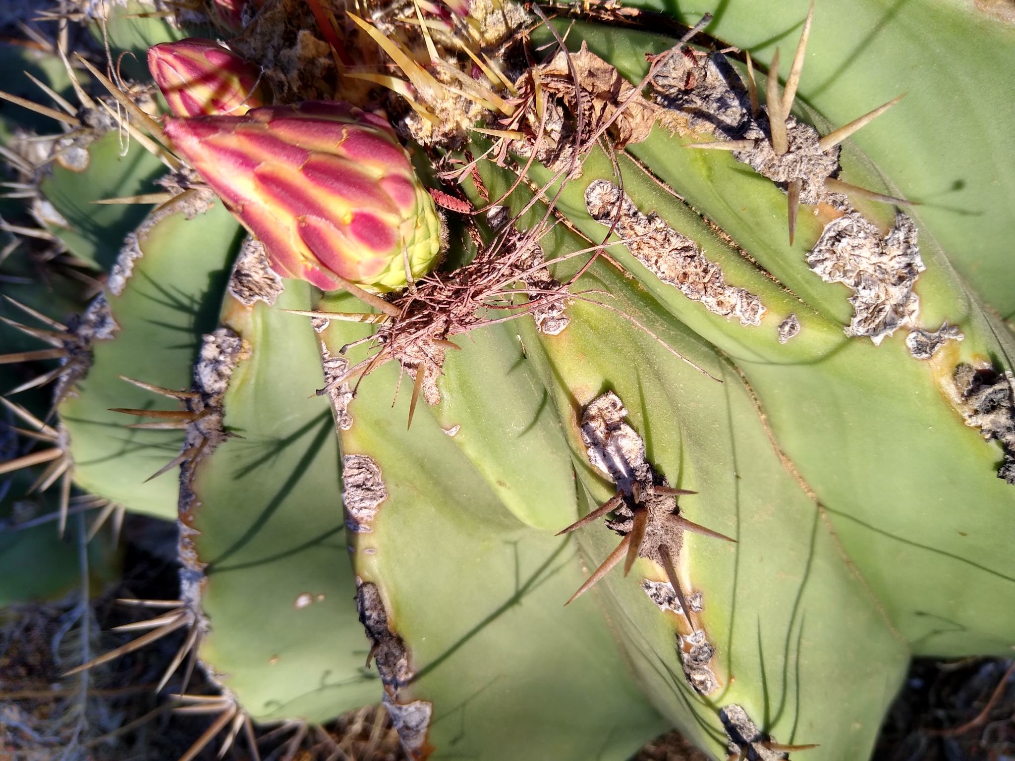 Ferocactus pottsii